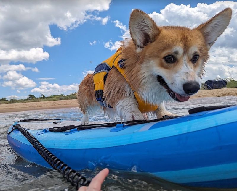 Corgi