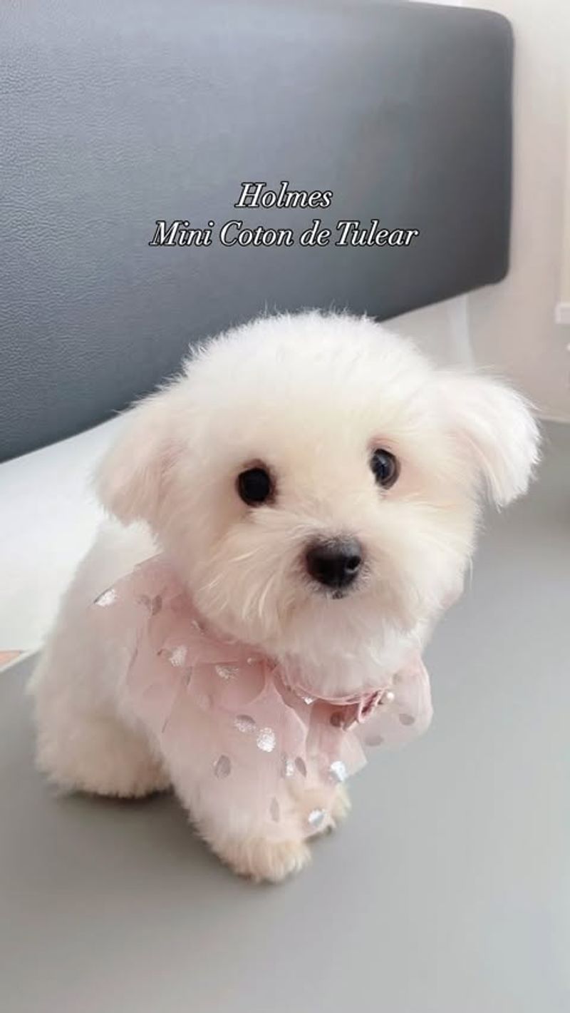 Coton de Tulear