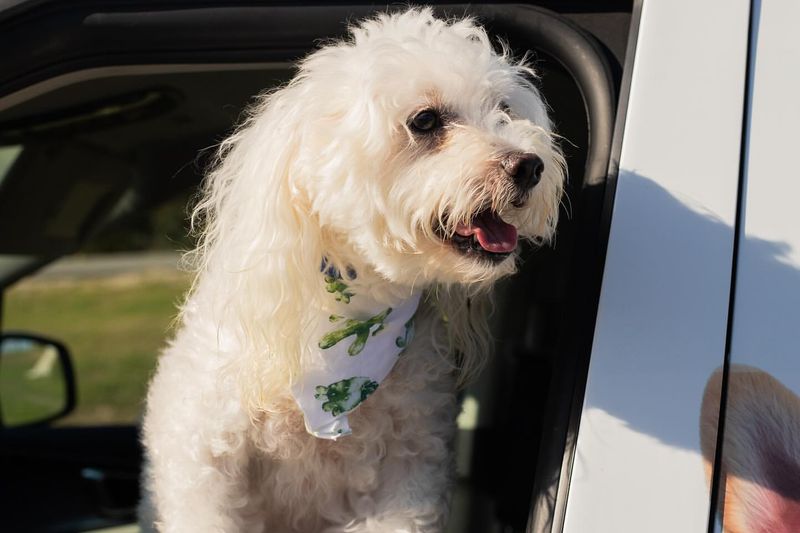 Coton de Tulear