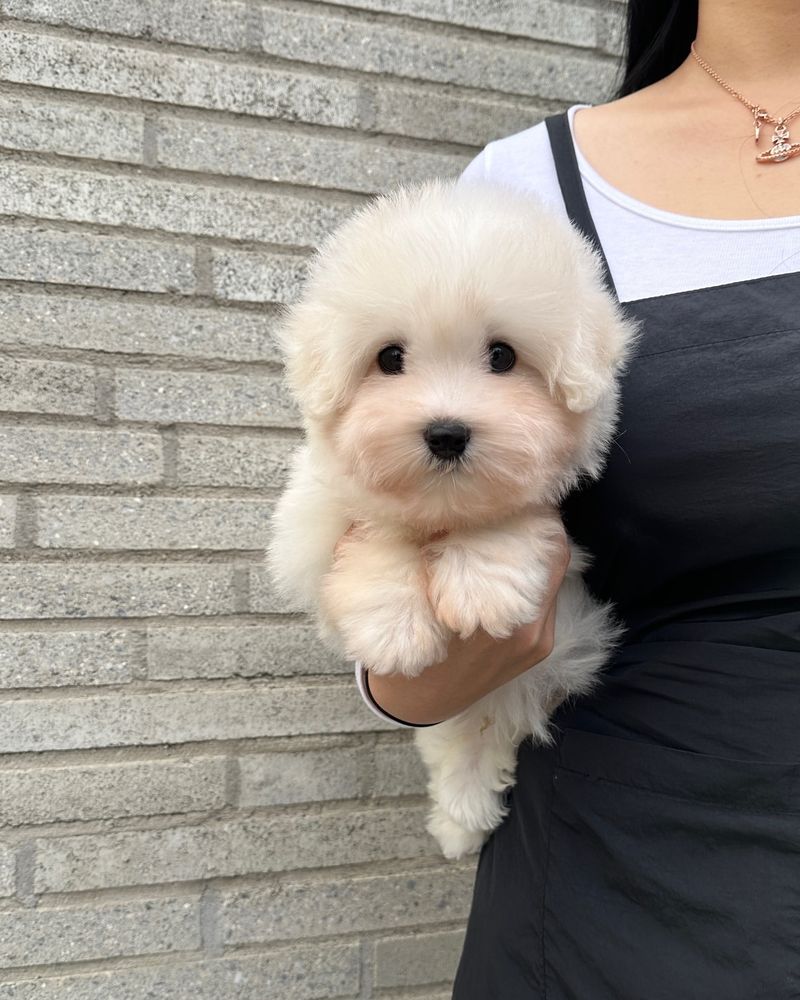 Coton de Tulear