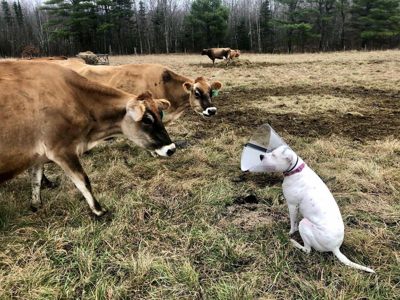 Cows