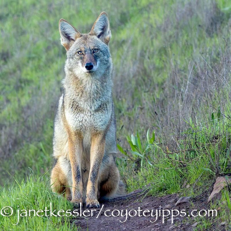 Coyotes