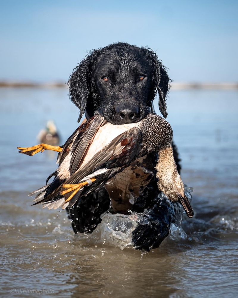 Curly-Coated Retriever