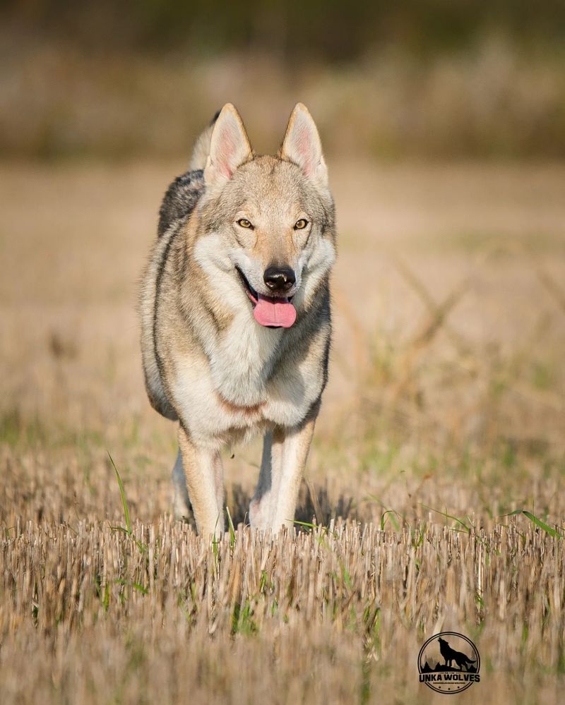 Czechoslovakian Wolfdog