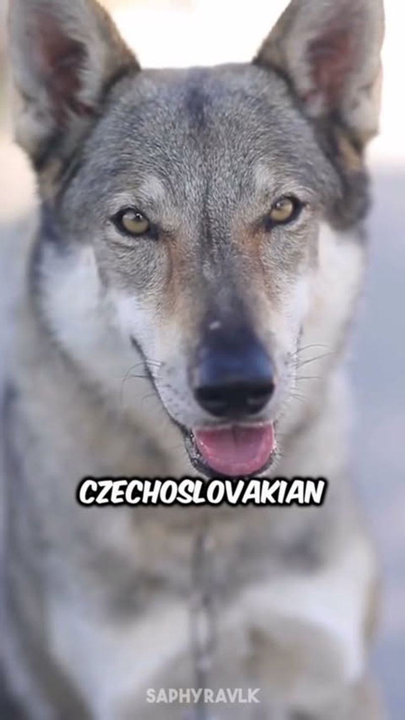 Czechoslovakian Wolfdog