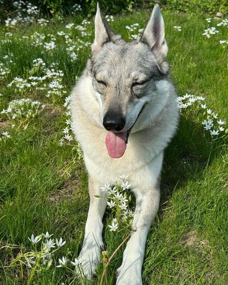 Czechoslovakian Wolfdog