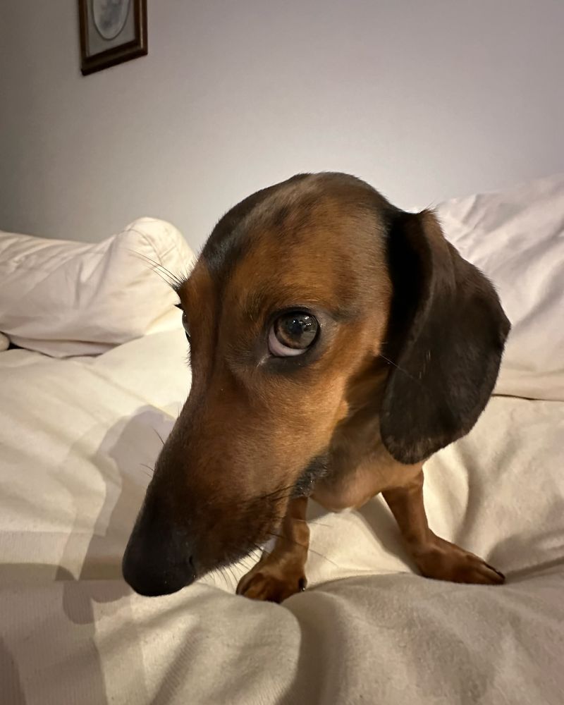 Dachshund