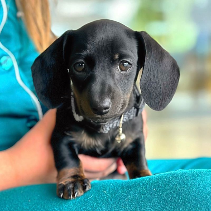 Dachshund