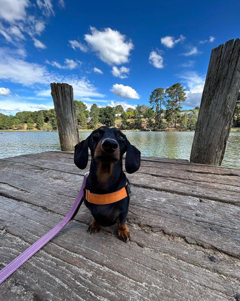 Dachshund