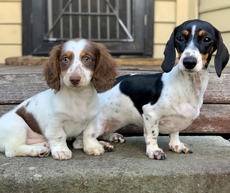 Dachshund