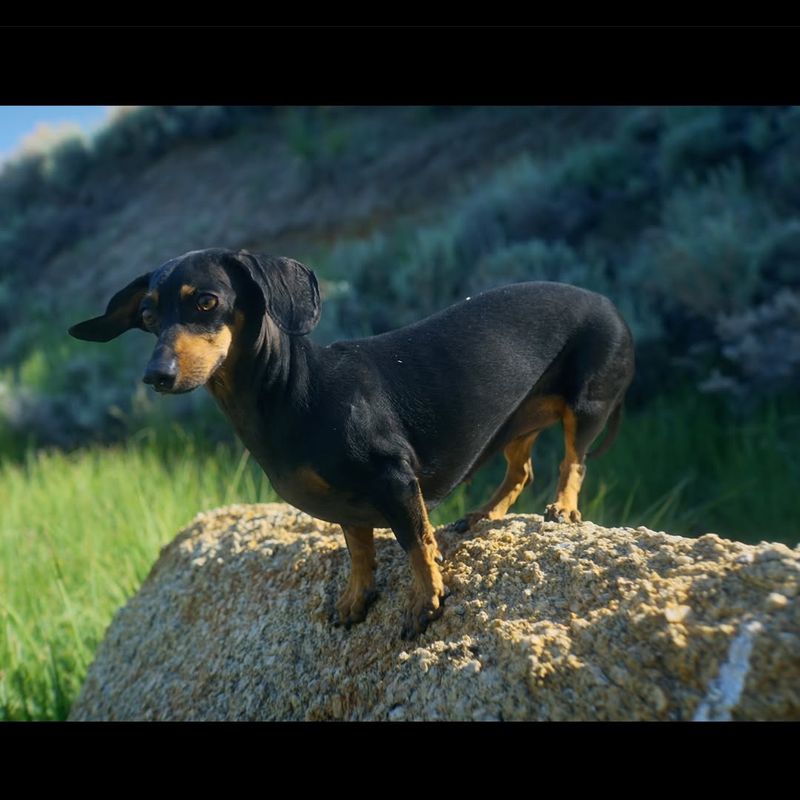 Dachshund