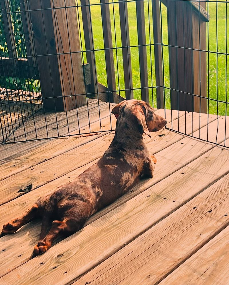 Dachshund