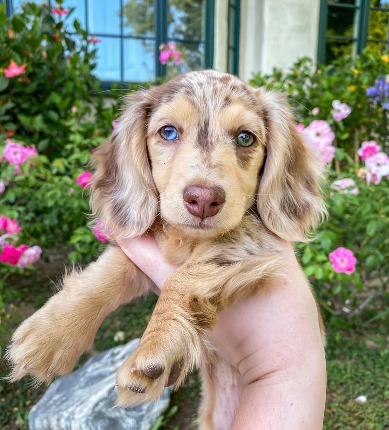 Dachshund