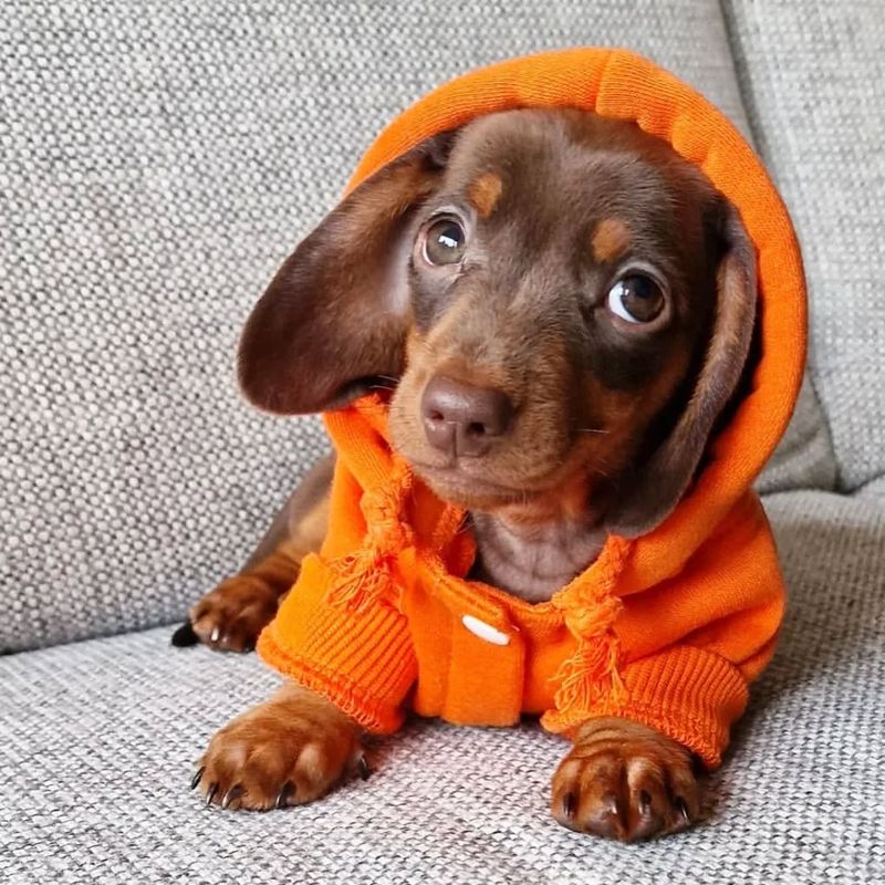 Dachshund