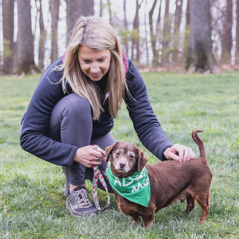 Dachshund