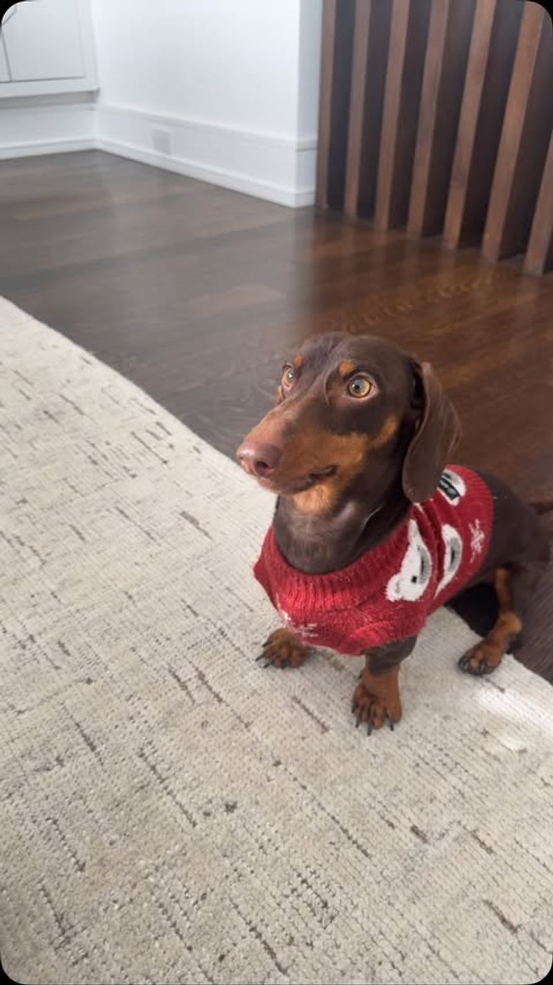 Dachshund