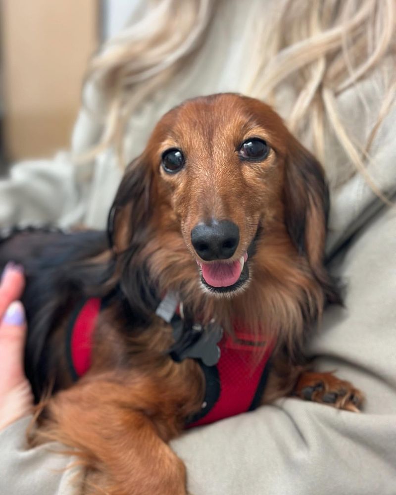 Dachshund