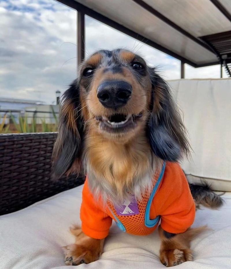 Dachshund