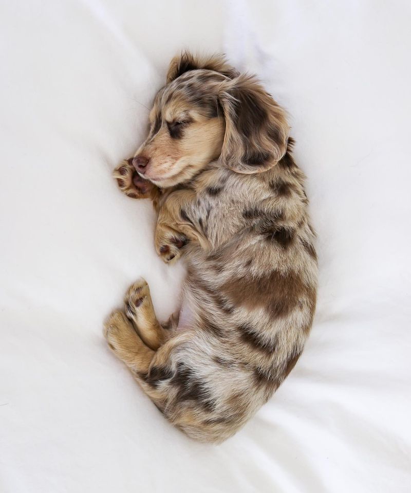 Dachshund