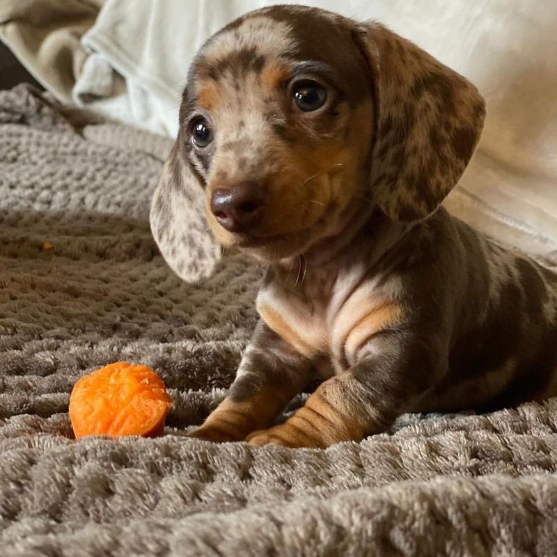 Dachshund
