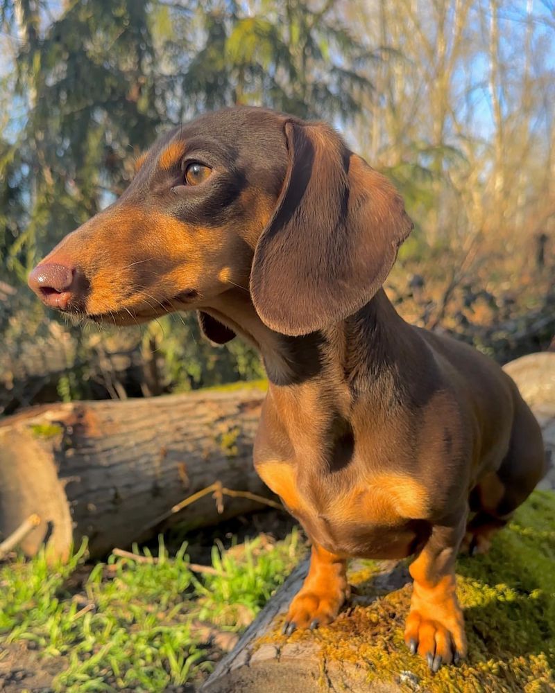 Dachshund