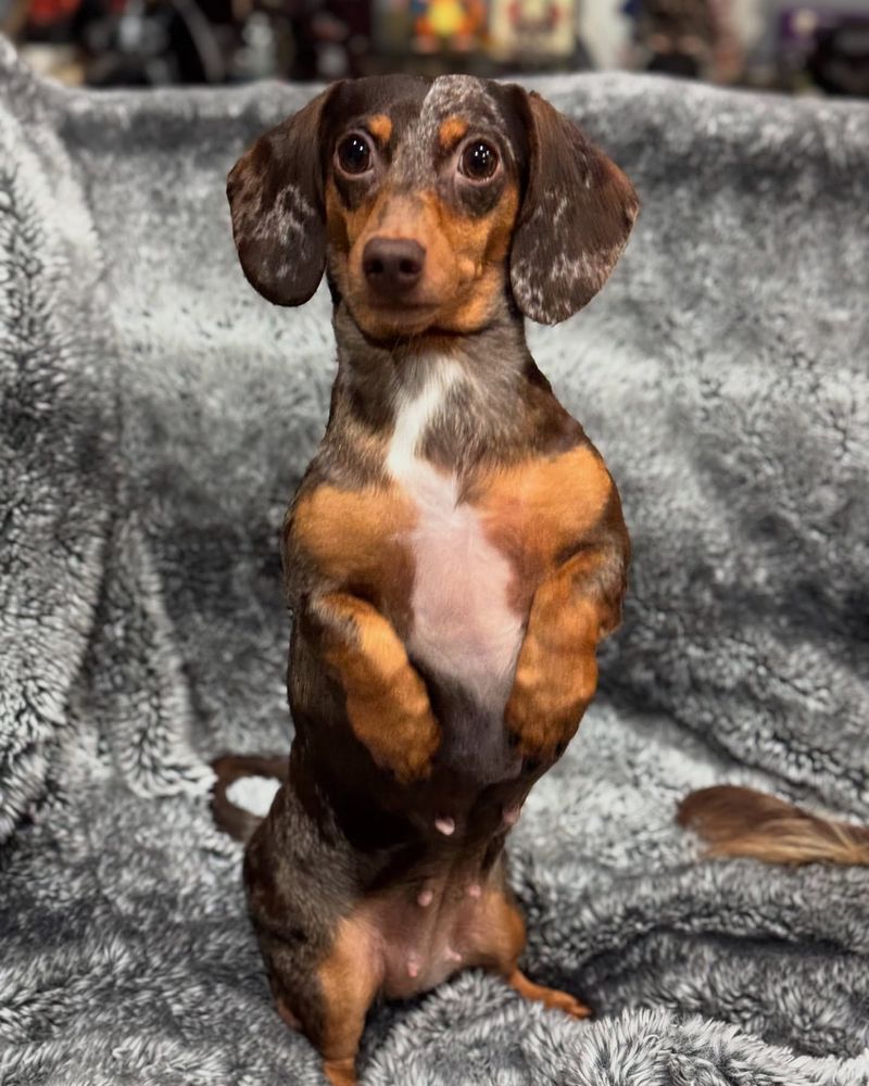 Dachshund