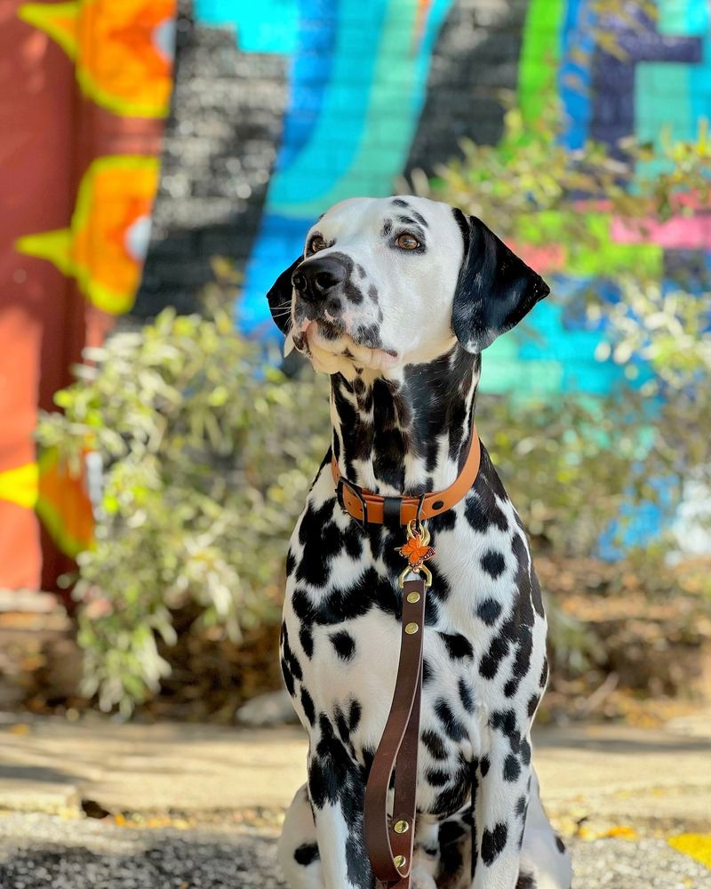 Dalmatian