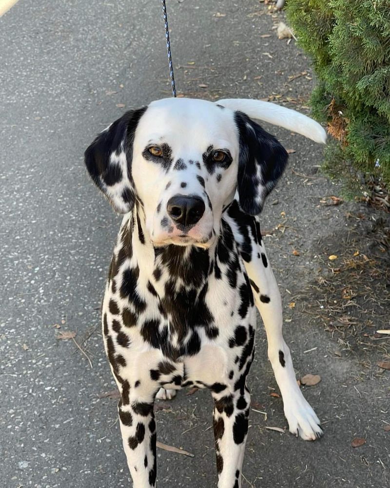 Dalmatian