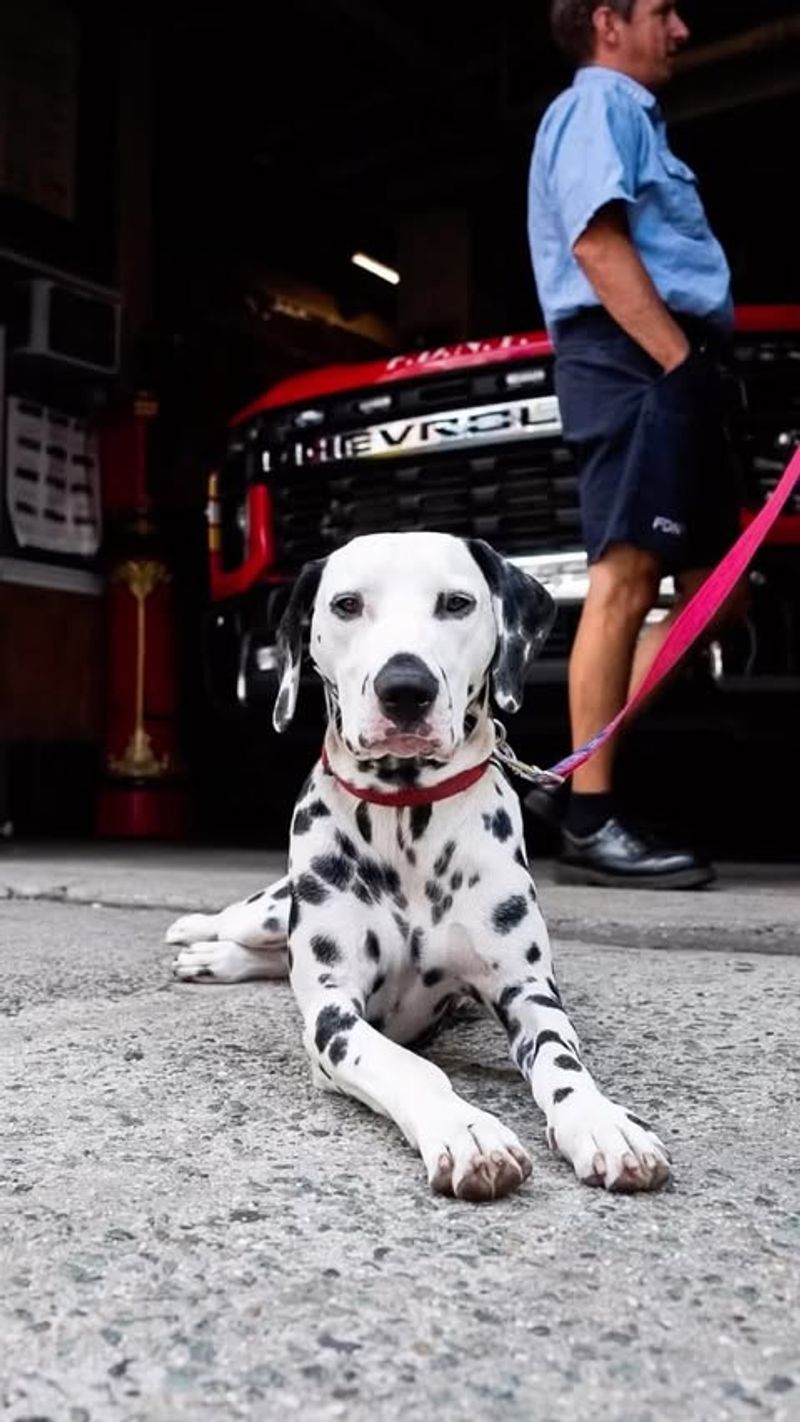 Dalmatian