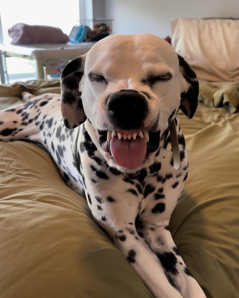 Dalmatian