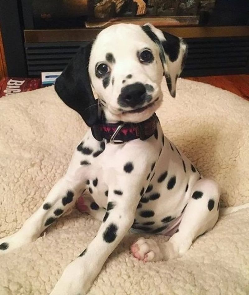 Dalmatian