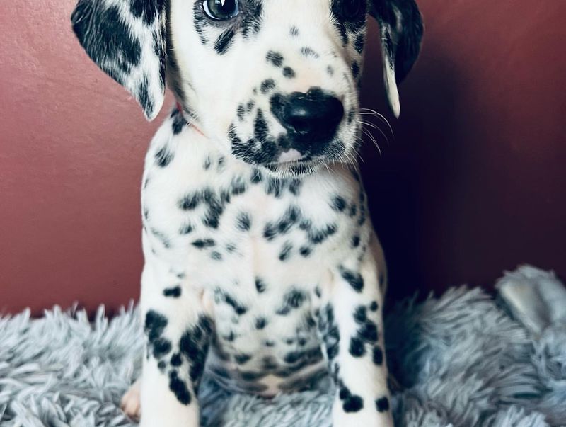 Dalmatian