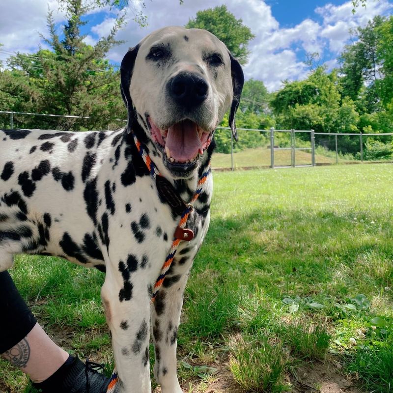 Dalmatian