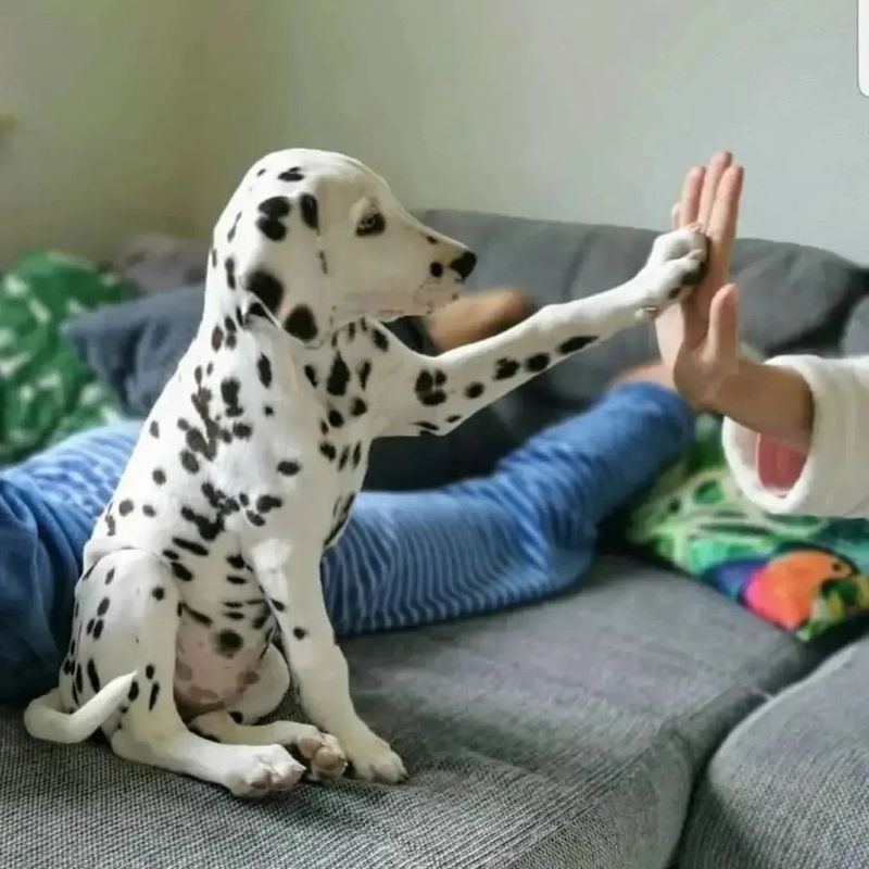 Dalmatians