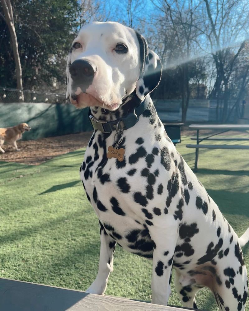 Dalmatians