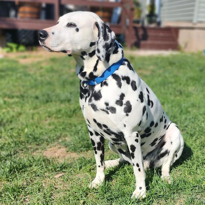 Dalmation