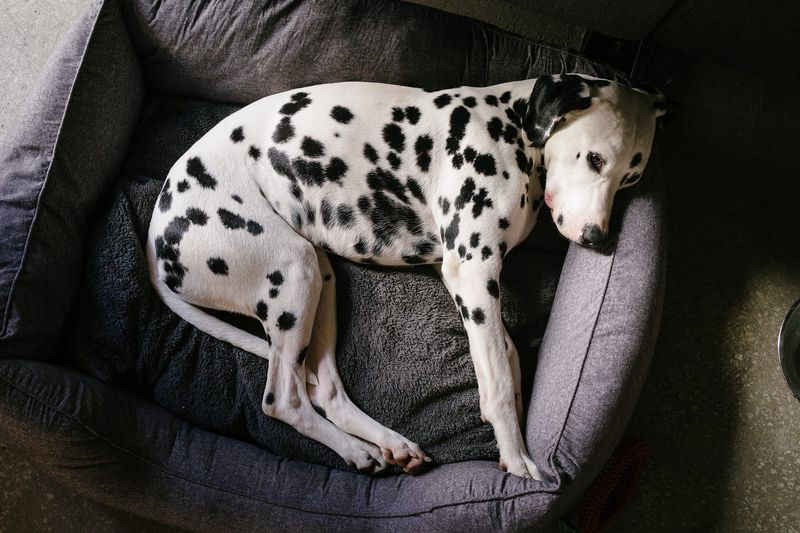 Dalmation