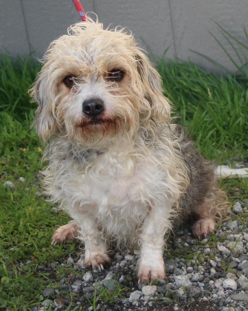 Dandie Dinmont Terrier