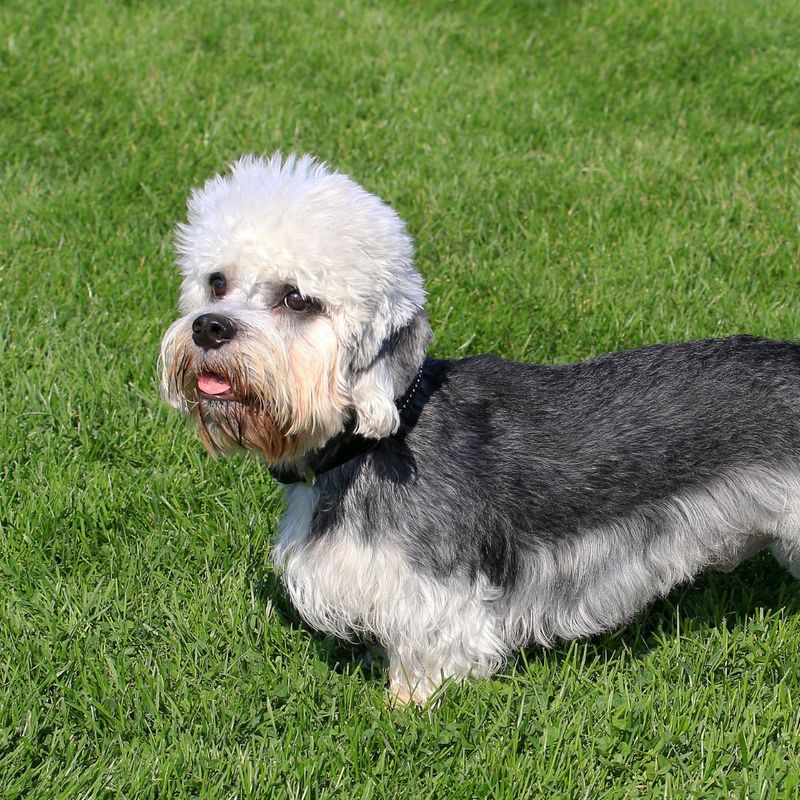 Dandie Dinmont Terrier