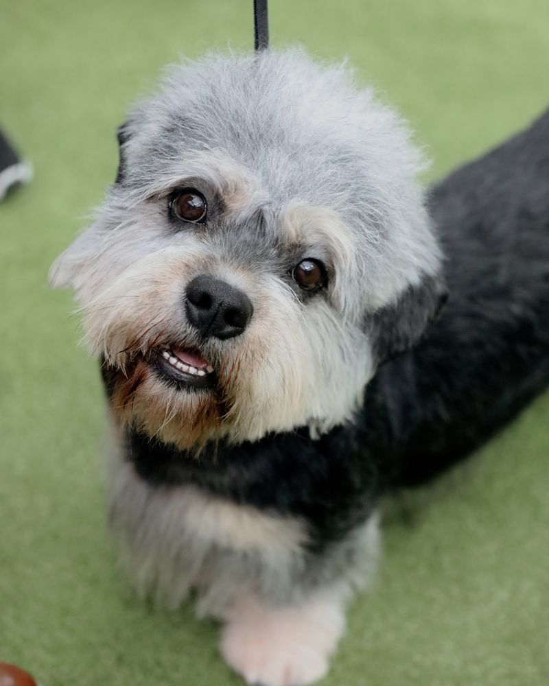 Dandie Dinmont Terrier