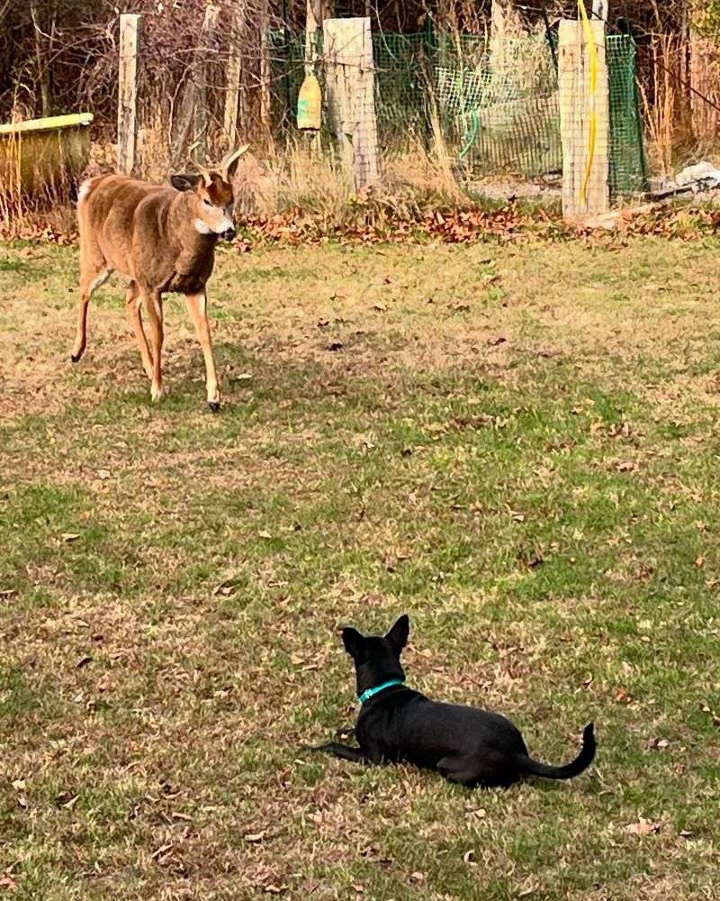 Deer