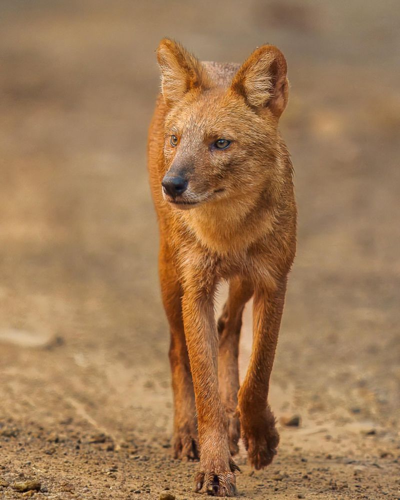 Dhole