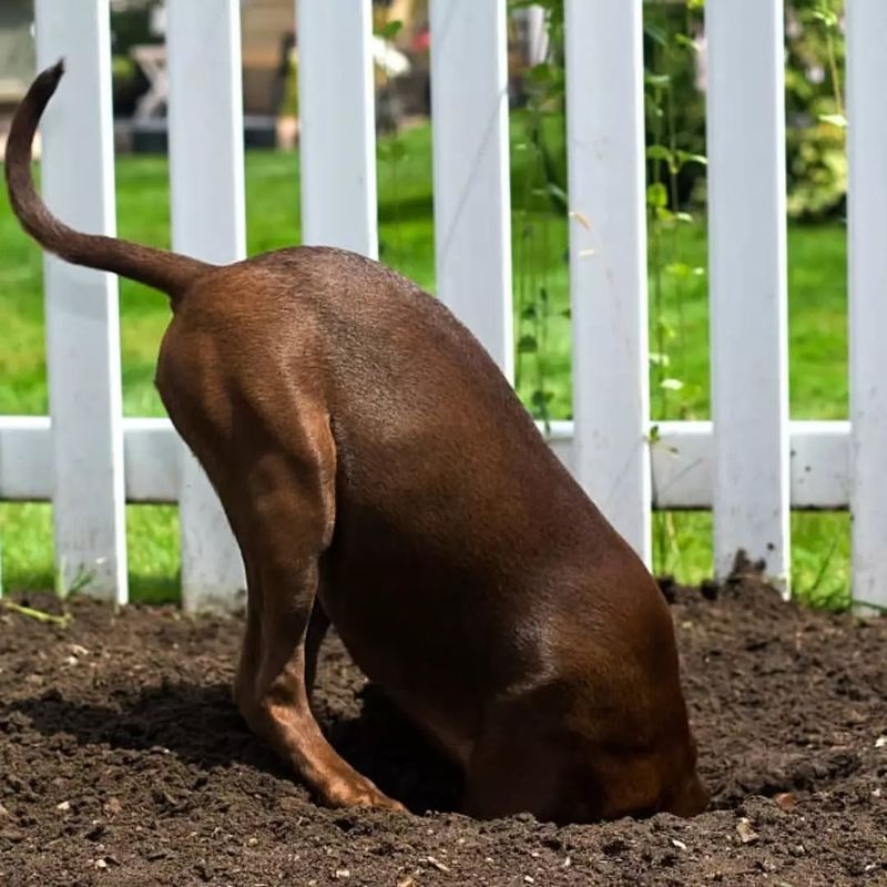 Digging Holes