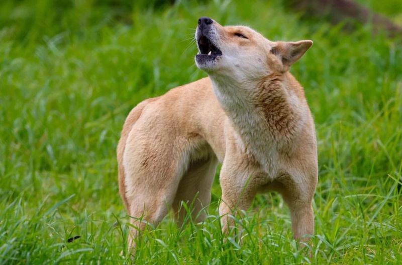 Dingo