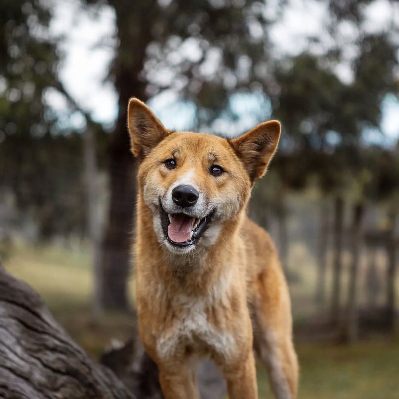 Dingo