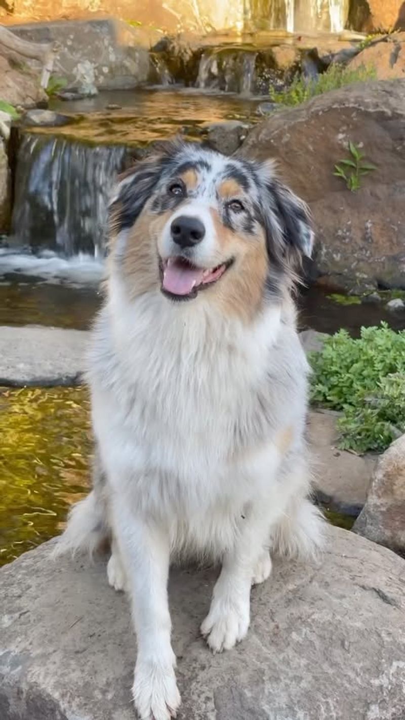 Distinctive Merle Coat