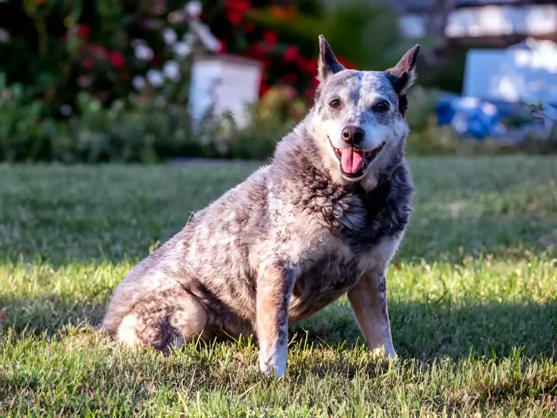 Distinctive Tail Features