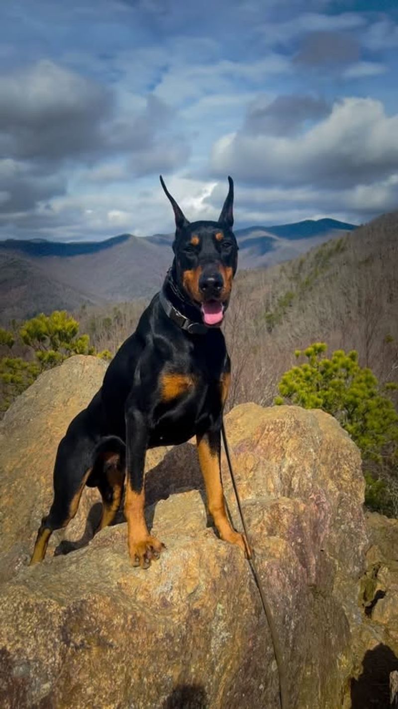 Doberman Pinscher