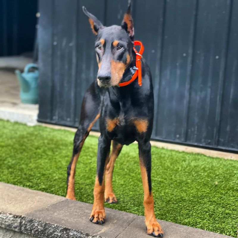 Doberman Pinscher