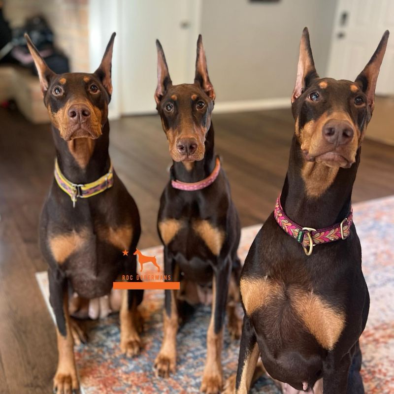 Doberman Pinscher